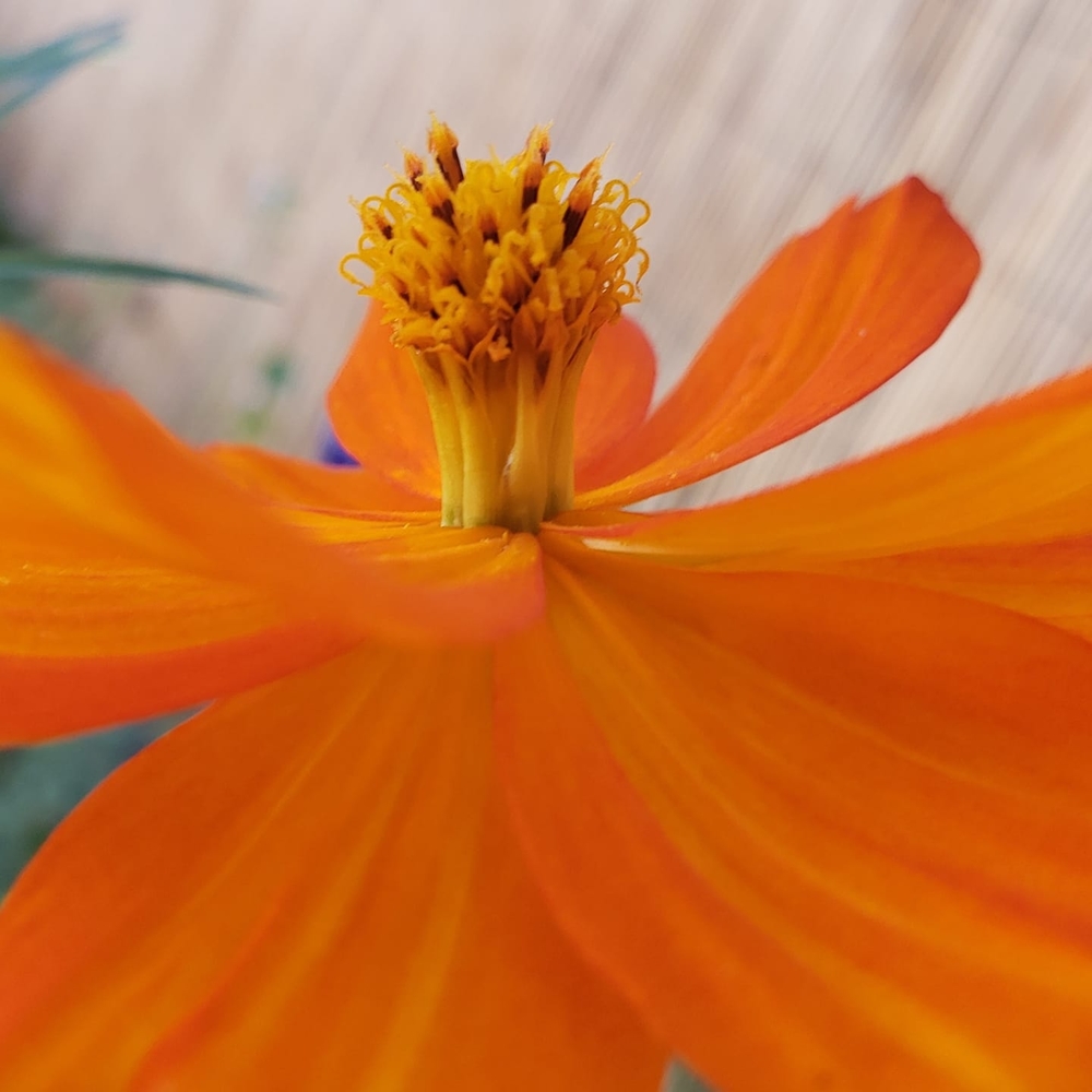 Meet your Posher, Kimbel